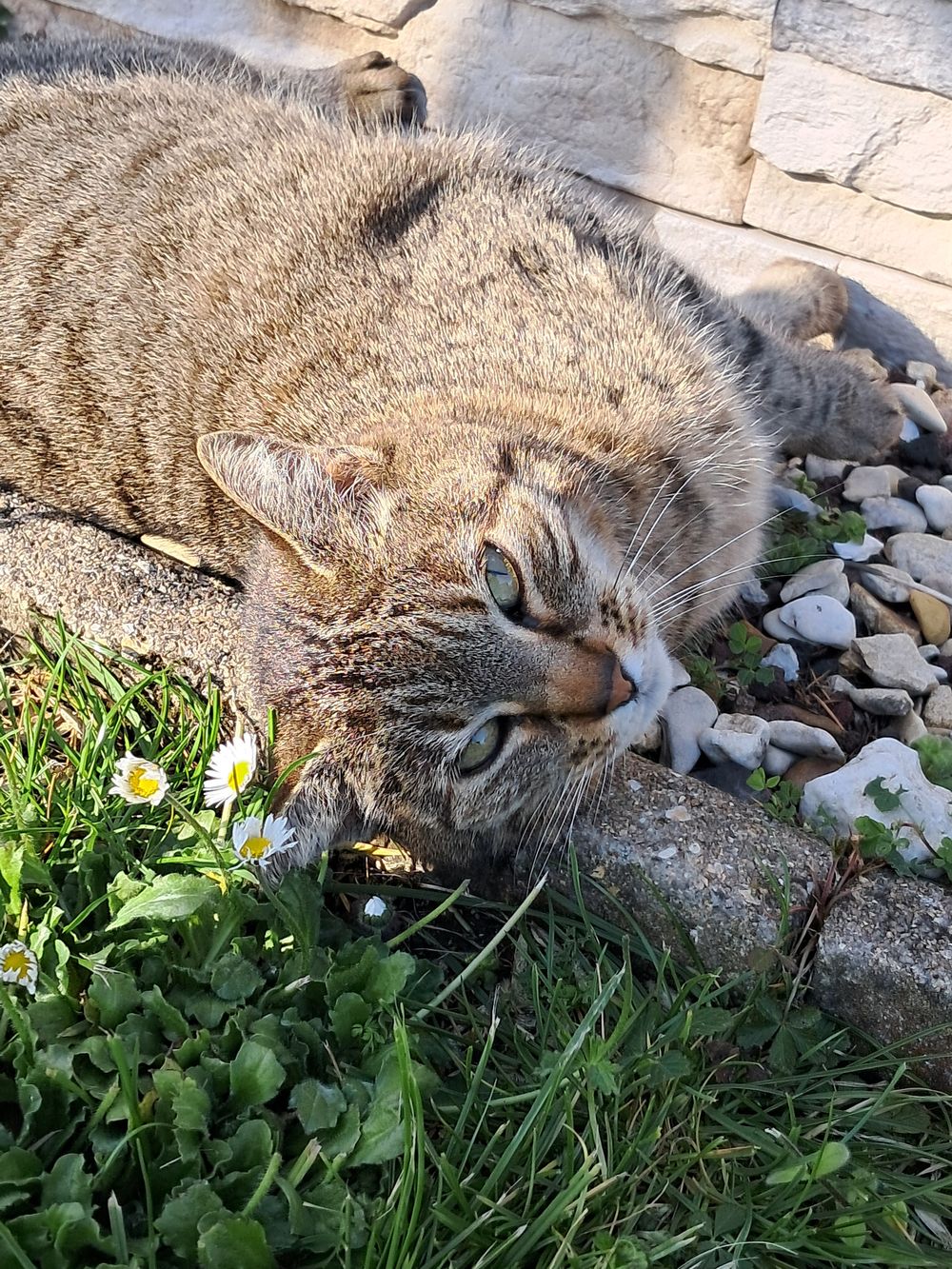 Chat gardé à domicile