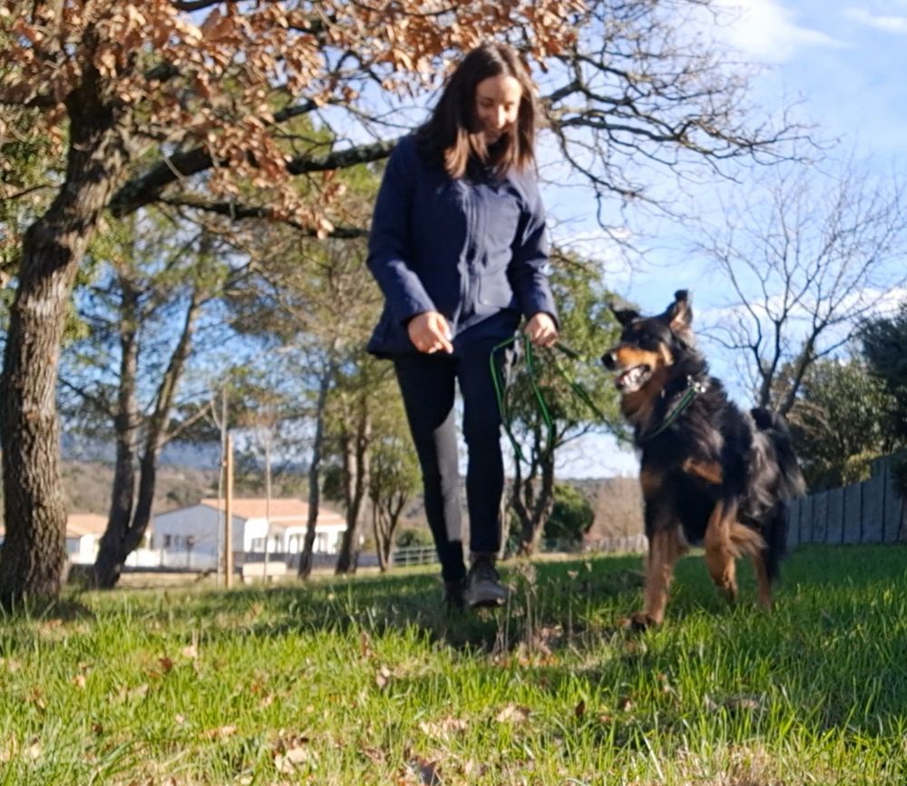 Promenade d'un chien en extérieur